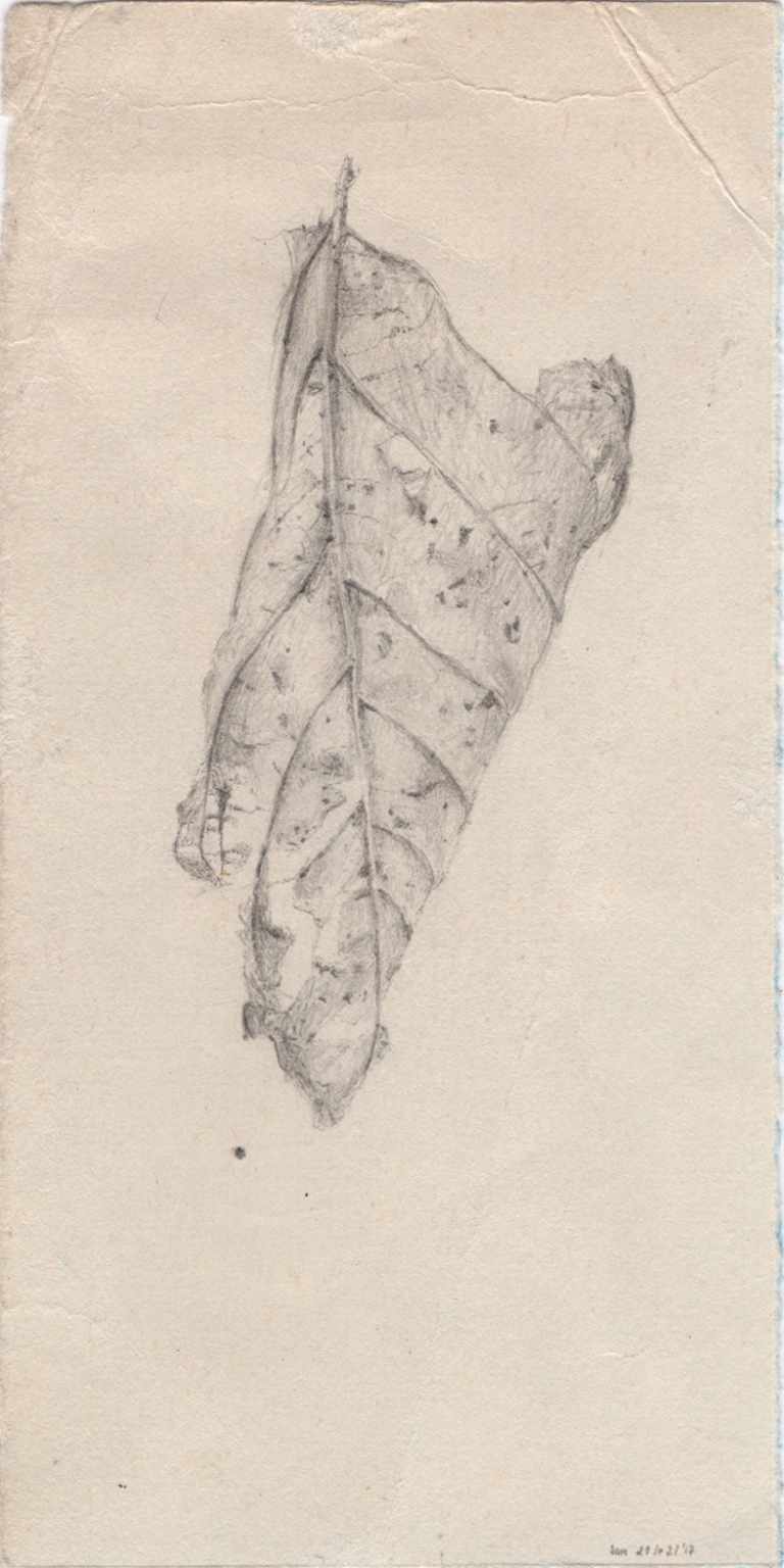 Nature study - 24/02/'17